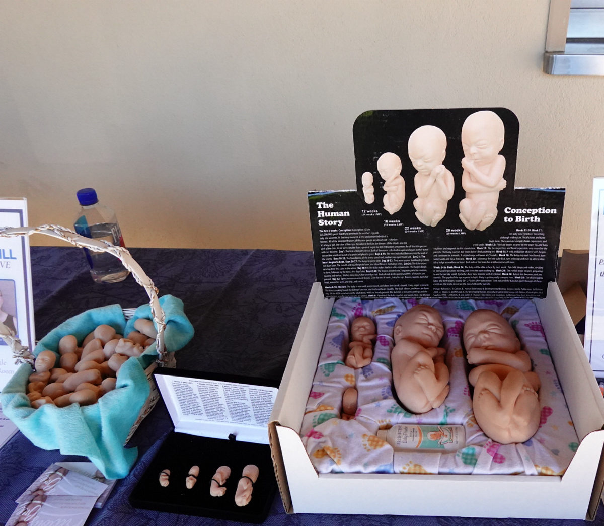 Fetal development models from conception to birth on the Mercy for Life information table